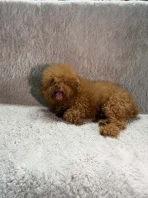 Toy poodle