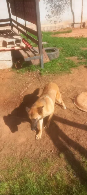 كلب شرس للحراسه..منوا مجنس..