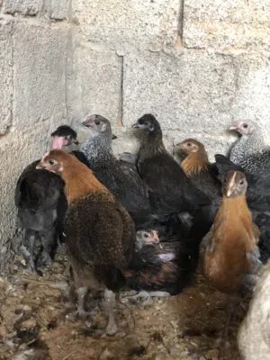 دجاج عربي ربي يبارك عمر تلات شهور ونص