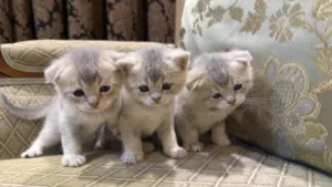 قط سكوتش فولد x برتش شورت هير