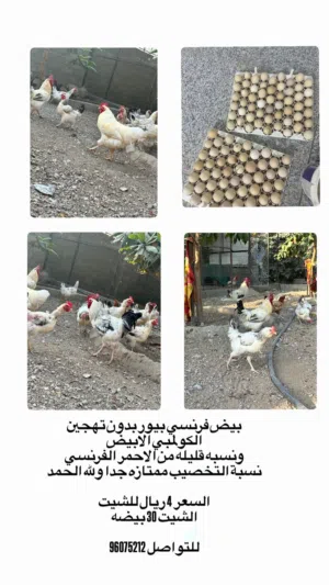 بيض مخصب دجااج فرنسي بيور الأبيض والاحمر