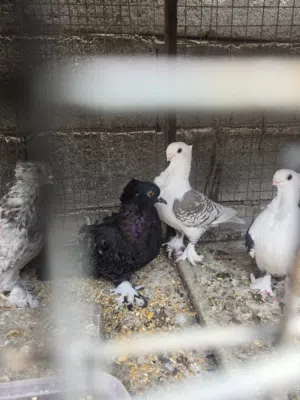 حمام زينة نكرو + حب الرمان أبيع شلع هنة والقفص حمام بصحة جيدة