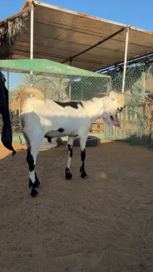 فحل بيتل للبيع