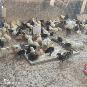 دجاج تهجين عماني فرنسي