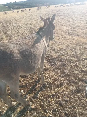 ‏غنم‏1