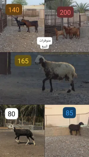 حلال متنوع مع اسعاره النهائيه