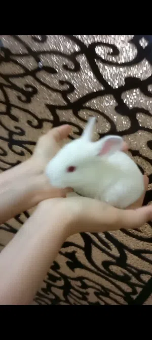 سلحفاه صغير أرنب صغير بطه صغير