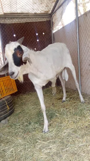 البيع جدي صومالي مطعوم ....القيمه قابل للتفاوض بمبلغ بصيط