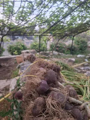 ثوم جبل الاخضر