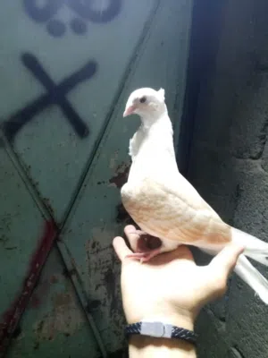 سلام عليكم طيور رافل بحمر مخاليف خوات فحل ونثيه