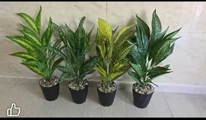 أشجار - نباتات1