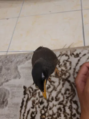 fully tamed Myna bird