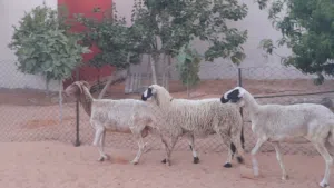 3نعاج وطنيات الله يبارك عشار بادن الله سنهم زوز رباع خوات توميات والحمراء جامعه سليمات من اي عيب ..