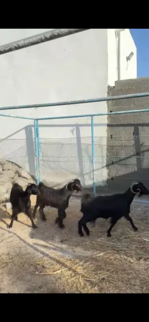 للبيع غنم هنتين وجدي سودات طقم الله يبارك عليهن وعشار فول سمنه الي يبغاء يربي شي نظيف شوف الوصفففف.