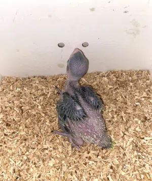 فرخ بغبغاء الدره اموره طيبه.