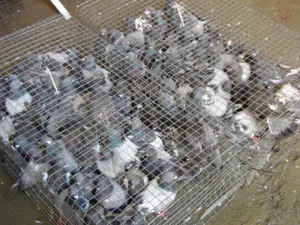 مصيدة حمام/صفرد/طيور اوتوماتيكية