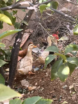 بط ممتاز للبيع عدد 2