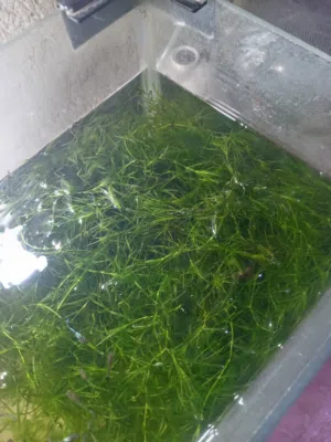 زرع مائي للسمك