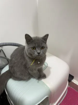 سكوتش فولد شورت هير أم وابنتين لطيفين جدا هادئين يحبون اللعب