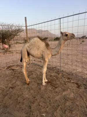 قعود رضيع تحت امه