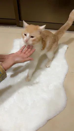 قطط للتبنى