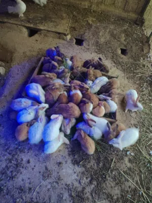 أرانب ذكور