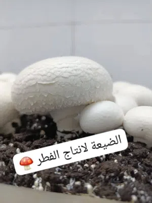 فطر طااززج