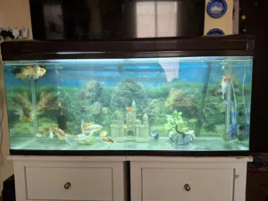 all fishes for sale 20 kd