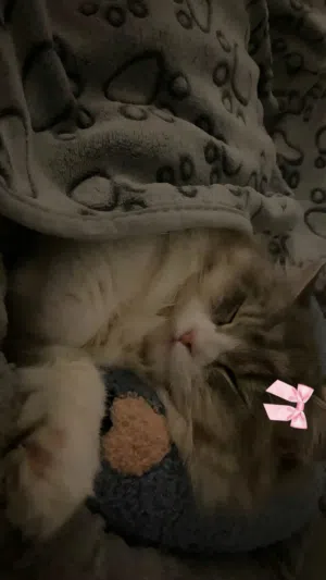 إعلان تبني (لولو)