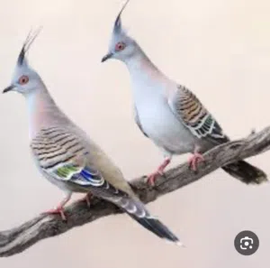 مطلوب مطلوب ركزز