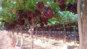 Mixed Use . 344400 m2 . Agent3