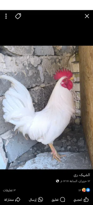 ديج كويتي افرك نقي مع دجاجة عرب