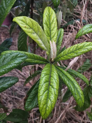 مطلوب ببغاء امزون( بغداد -لانبار) العمر ما بين الشهرين الى سنة و نصف اليف متكلم و لو كلمتين