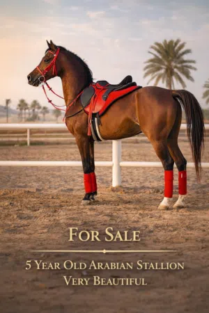 5 Years Old Arabian Stallion Horse for Sale – Healthy & Active with Passport