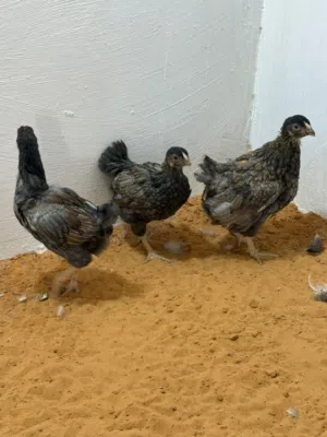 كوبيا وايندوت بلو