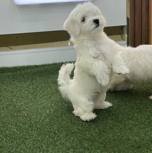 Maltipoo Puppy Available for a Loving Home