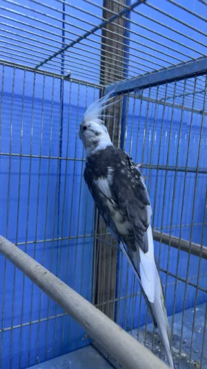 ذكو وايت فيس حار جاهز للانتاج