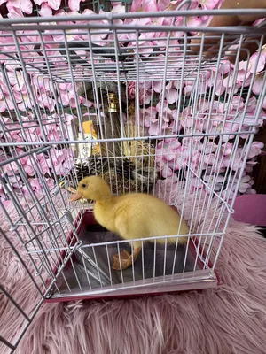 Other Animals3