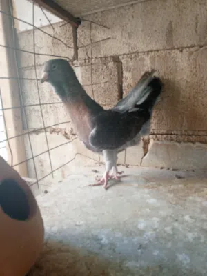 جوزين للبيع