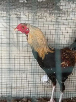 ديك باكستاني سندي اصل للبيع  الديك ما شاء الله اموره طيبه شوف الوصف. او البدل