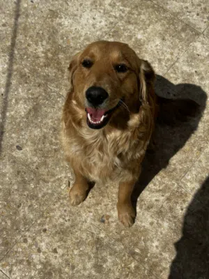 Golden Retriever