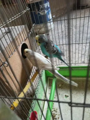 جواز حب جميله وانتاج مية بالمية للبيع