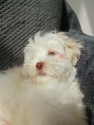 2 months old Havanese puppy