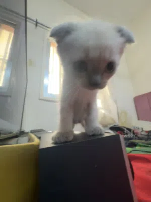 Selling kitten