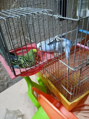 Birds1