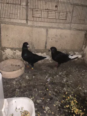 جوز عبسي + جوز زواجل معهم فرك
