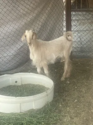 تيس حولي عمره سنه واكثر