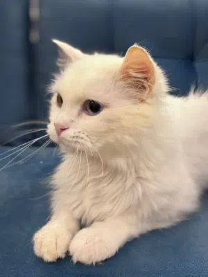 Persian Cat for adoption