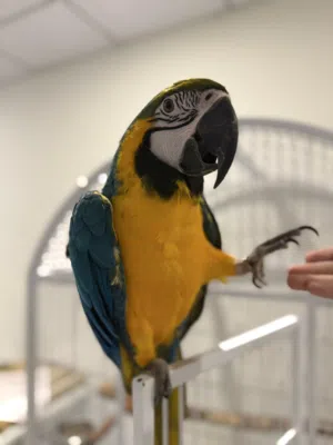 مكاو بلو اند قولد blue and gold macaw