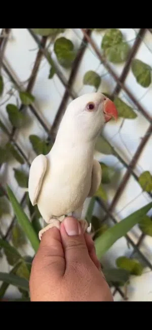 فرخ دره ابيض كان زق وانفطم بوكل بزر